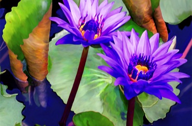 Lotus, Water Lily